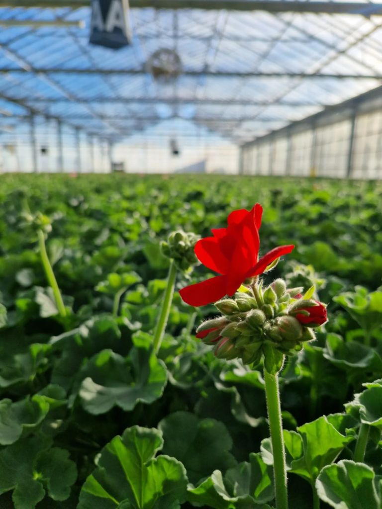 Instagram post from gallayhorticulteurs. This post is in position 4.